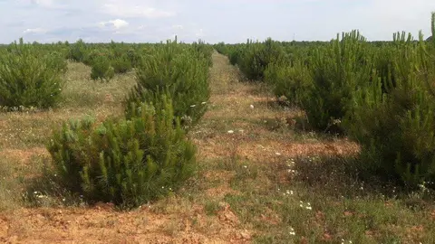 Zona reforestada
