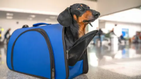 Perro dentro de su transportín en una estación de viajeros. Fotografía de archivo