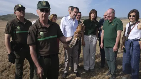 Suelta de aguiluchos cenizos