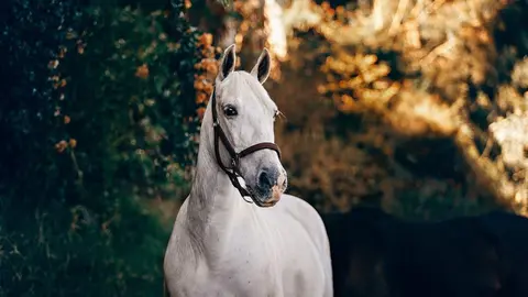 Caballo. Fotografía de archivo