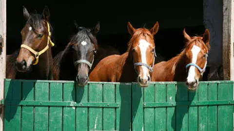 Caballos. Fotografía de archivo