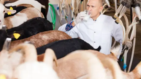 Control lechero. Fotografía de archivo