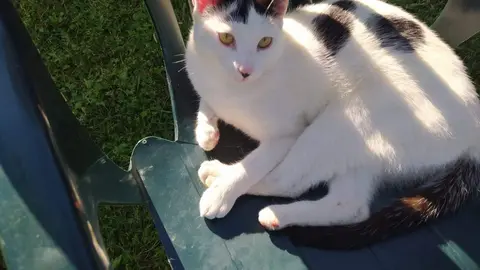 gato perdido en Villaralbo