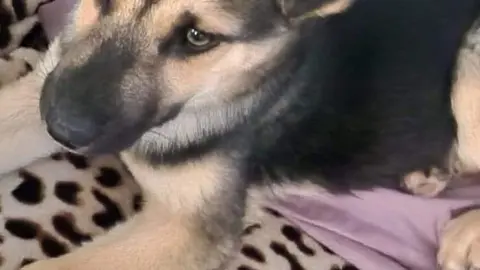 Cachorro mestizo de pastor alemán perdido en Toro