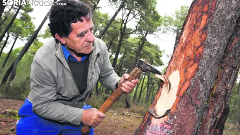 Resinero. Fotografía: Soria Noticias