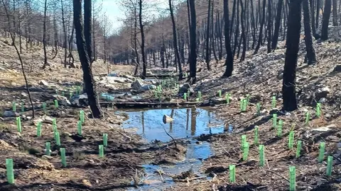 Obra de restauración fluvial en Riofrío de Aliste
