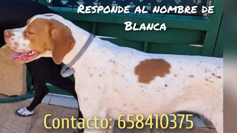 perra perdida en Granja de Moreruela