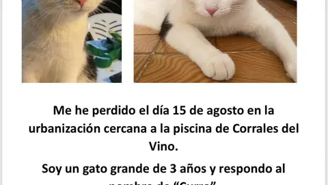 Gato perdido
