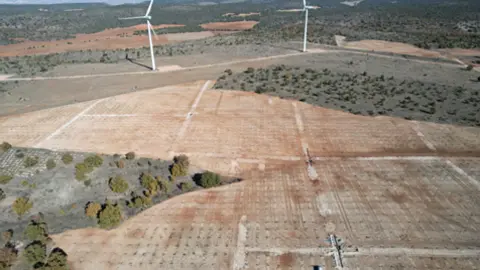 Plantaci&oacute;n trufera reci&eacute;n instalada en el municipio de Layna