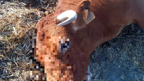 Res afectada por la Enfermedad Hemorrágica Epizoótica en la zona de Ledesma. Fotografía: CEDIDA