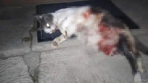 Masacre felina.jpeg1