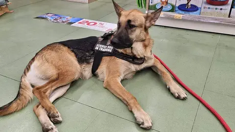 Perrito durante la colecta vía Animales Abandonados Toro-Voluntariado