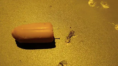 Salchicha con alfiler. Vía Somos Zamora