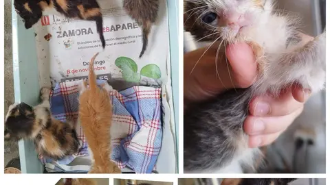 Cachorros de gato abandonados en un contenedor en El Pego