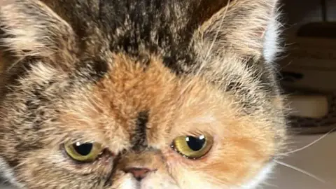 Espe, la gata en acasa de acogida desaparecida. Fotografía: Animales Abandonados Toro