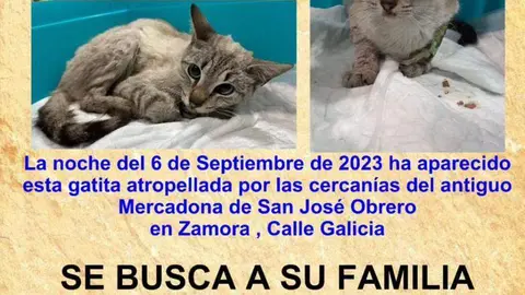 Cora, la gata atropellada en San Jos&eacute; Obrero que busca regresar con su familia o colonia felina