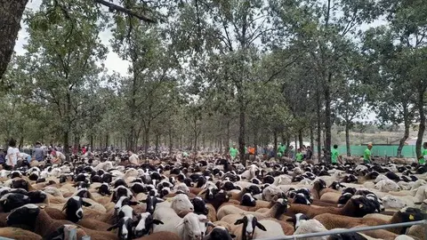 Trashumancia San Vitero