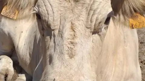 Vaca afectada por la EHE en una explotación ganadera de Sayago. Fotografía: CEDIDA