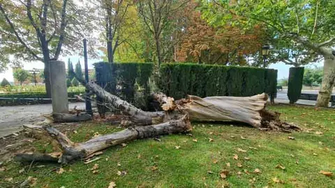 Caída árbol vía Interbenavente.es