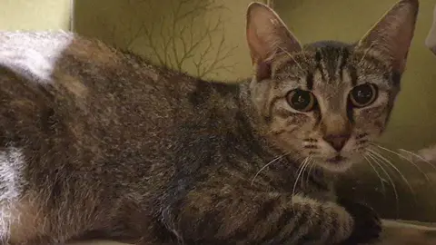 gata perdida en Zamora