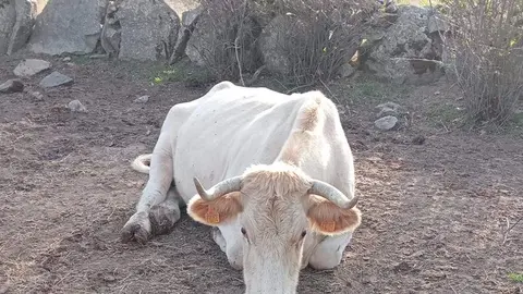 Algunas de las vacas afectadas por la EHE en una explotación ganadera de Piñuel. Fotografía: CEDIDA