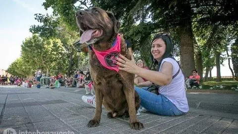 Concurso canino vía Interbenavente.es