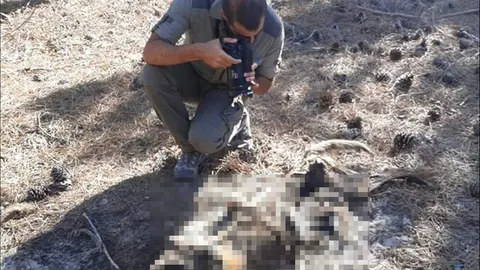 ASCEL denuncia el hallazgo de lobos muertos en Castilla y León