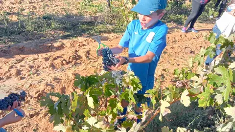 Vendimia vía Ayuntamiento de Moraleja del Vino