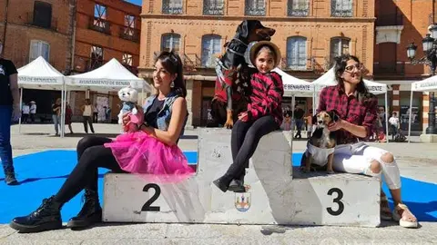 Concurso canino vía Interbenavente.es. Imagen de archivo