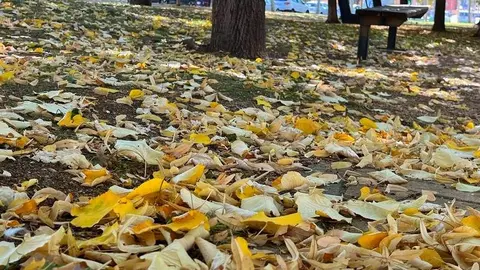 Otoño en Zamora