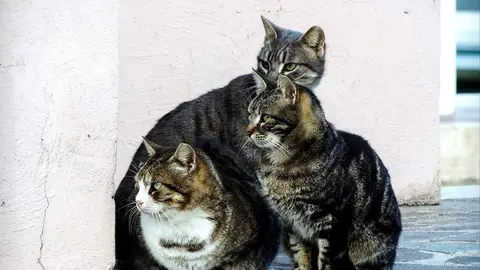 Colonia de gatos