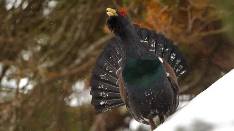 Urogallo. Fotografía:  Wikipedia