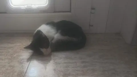 Dayla, gata perdida en la zona de La Candelaria de Zamora