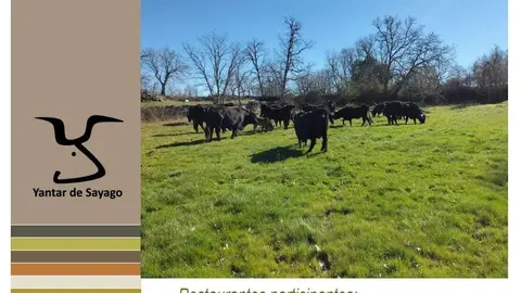 Primeras jornadas gastronómicas del cebón de Yantar de SAyago