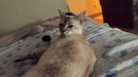 "Gatica" perdida en la zona de La Alberca de Zamora