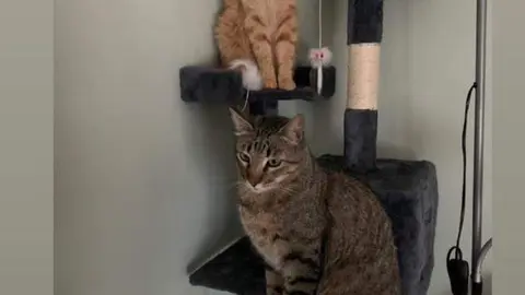 Gatos Barcial del Barco