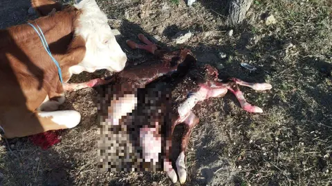 Abortos de vacas nodrizas afectadas por la EHE en una explotación de Sayago. Fotografía: CEDIDA