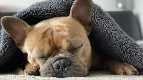 Perro con manta