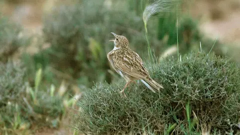 Dupont's Lark singing at dawn