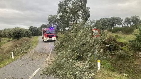 Los Bomberos de Bermillo retiran una encina en la carretera entre Pinilla y Fornillos de Fermoselle por el temporal_2