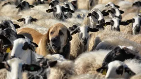 Fotografía de archivo de un mastín