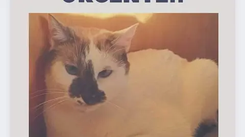 Gata perdida en la zona de Las Viñas