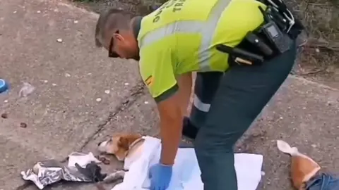 Un Guardia Civil de Zamora auxilia a un perro tras un accidente de tráfico