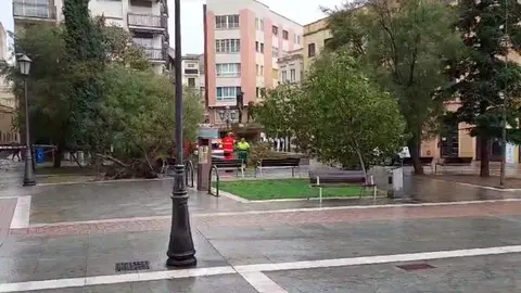 plaza Maestro Haedo, cortada por fuertes vientos