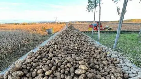 Prodeleco. Empresa de patatas 