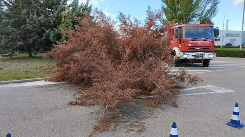 los bomberos quitando ramas por el viento