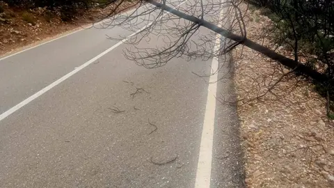 Caída árboles en las carreteras de Zamora por el temporal (2)