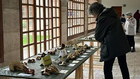 Exposición Micológica (12)