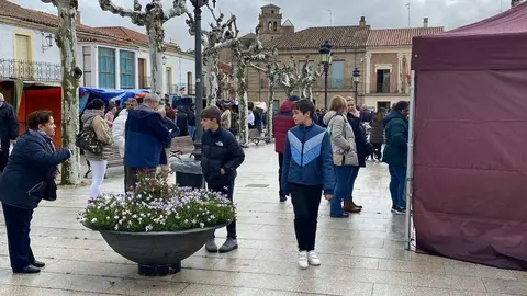  feria de los Santos Fuentesaúco _20