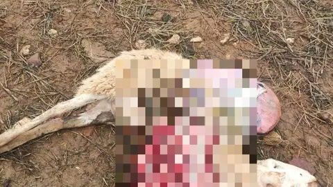 Oveja atacado por un lobo (imagen de coag)